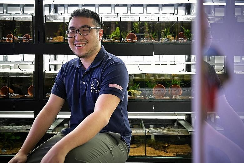 NUS student Tan Zhi Wan rears 12 species of wild bettas at his Hougang home in special tanks called biotopes that mimic the fish's natural environment. Collectors like him could help wild bettas beat extinction. Three species of fish from the genus B