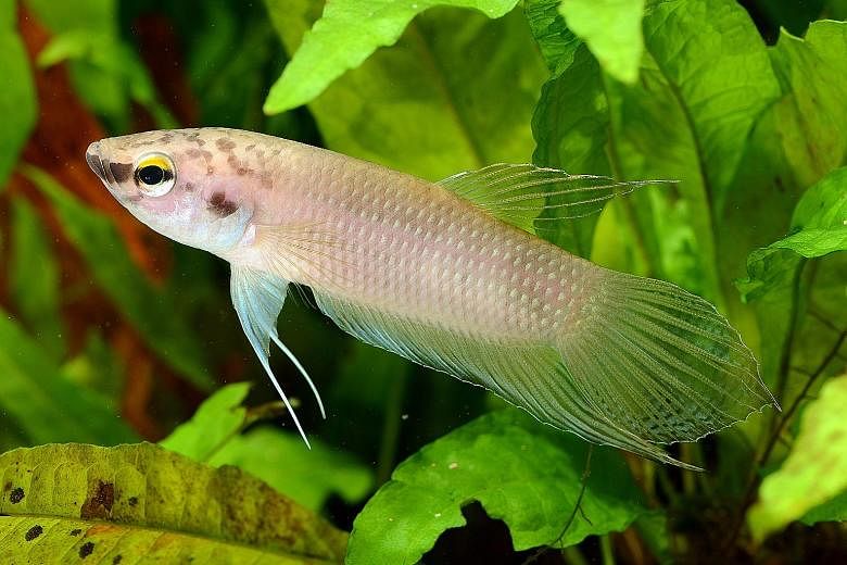 NUS student Tan Zhi Wan rears 12 species of wild bettas at his Hougang home in special tanks called biotopes that mimic the fish's natural environment. Collectors like him could help wild bettas beat extinction. Three species of fish from the genus B