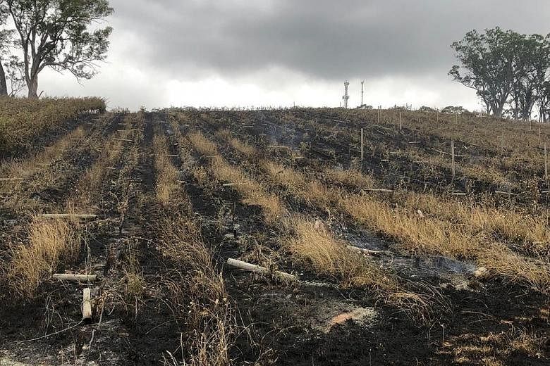 A burnt field at a vineyard in the Adelaide Hills on Dec 21, as seen in a photo obtained from social media. Most analysts believe the bush fires will shave up to 1 per cent off Australia's gross domestic product this year.