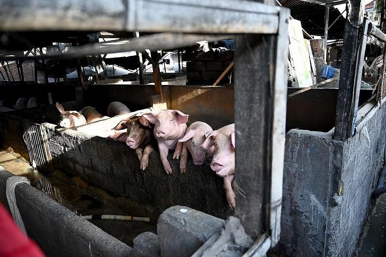 African swine fever is a highly contagious disease which kills pigs, but is not harmful to humans.