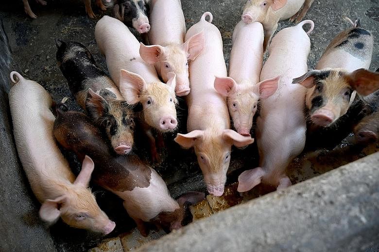 African swine fever has left over 40,000 pigs dead in North Sumatra in the past few months. PHOTO: AGENCE FRANCE-PRESSE