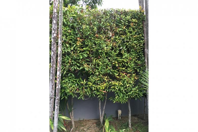 Syzygium myrtifolium a common species for hedgesSyzygium myrtifolium a common species for hedges .