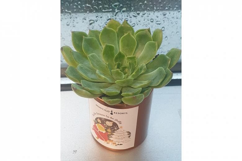 Echeveria is best grown in well-drained, gritty mix in a sunny spot.