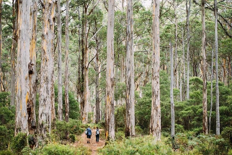 Towering trees abound in the Boranup Karri Forest, creating a magical and timeless feel about the place.