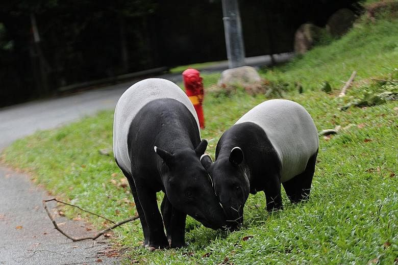 Malayan tapir Sutera, born in July last year, with its mother at the Night Safari. Sutera is the 31st Malayan tapir calf to be born at the park. WRS has bred 25 species listed as threatened under the International Union for the Conservation of Nature