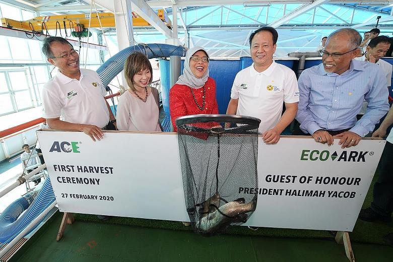 Local closed-containment offshore fish farm Eco-Ark reaped its first harvest yesterday in a ceremony witnessed by President Halimah Yacob. Joining her were (above, from left) Aquaculture Centre of Excellence (ACE) chief executive Leow Ban Tat, Senior