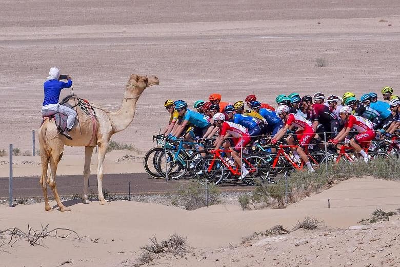 The pack rides during the third stage of the seven-stage UAE Tour from al-Marmoom to Jebel Hafeet on Monday. The last two stages were cancelled on Thursday. PHOTO: AGENCE FRANCE-PRESSE