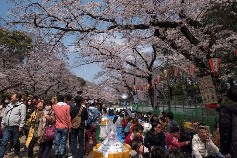 Before coronavirus quarantine, I looked for cherry blossoms - Vox