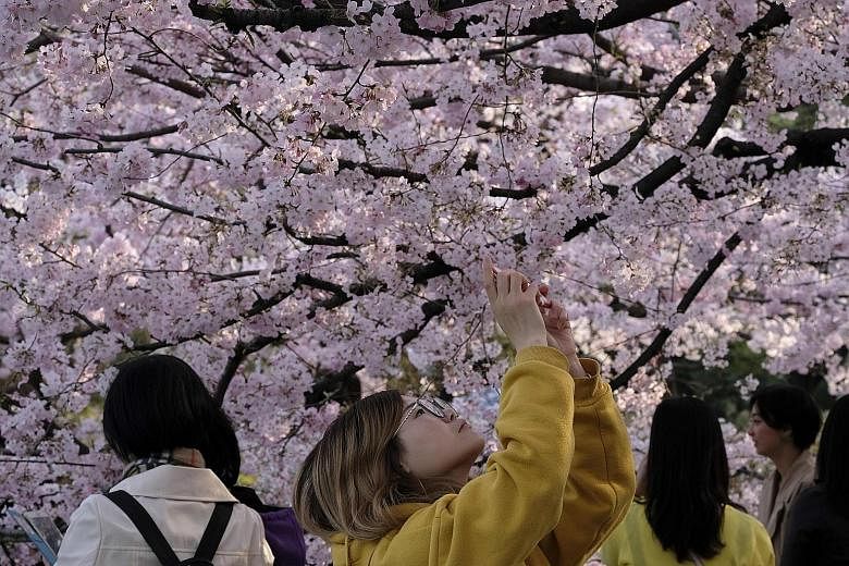 The traditional cherry blossom festivals in Tokyo and Osaka, planned for April, will be called off over coronavirus fears. Google is among the organisations cancelling major events because of the evolving situation caused by the virus outbreak.