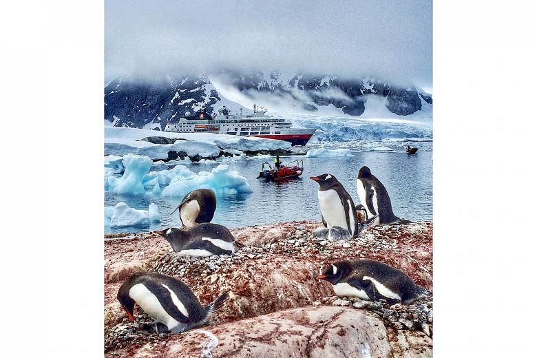 Fares for cruises to Antarctica (above), which can cost about US$12,000 (S$16,770) a berth, have fallen to below US$5,000. 