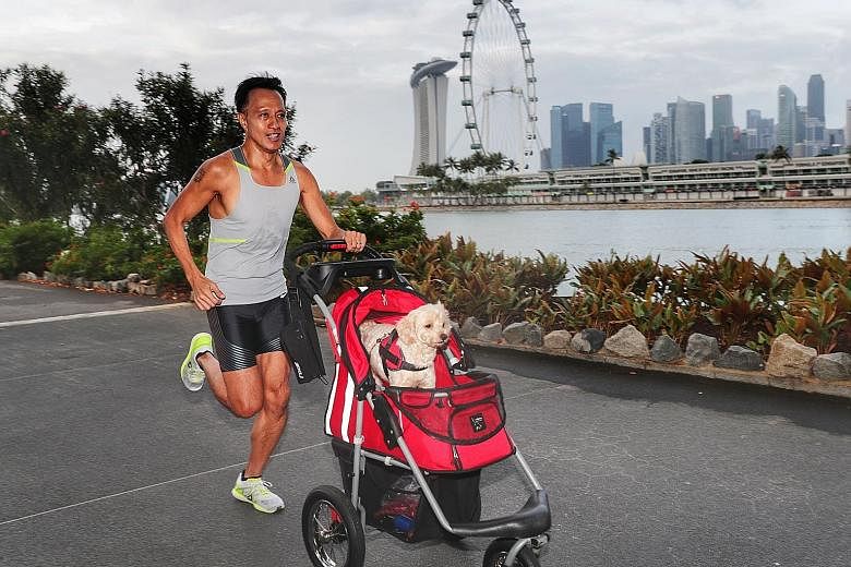 Head of sales Gil Madrid runs about 70km a week with his pet dog, Jack, in its pram.