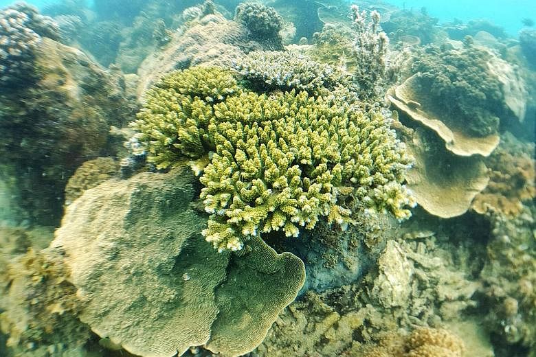 Coral reefs located off Singapore's southern coast were largely unharmed even though last year was one of the Republic's hottest years on record. However, isolated coral colonies may have suffered some bleaching. 