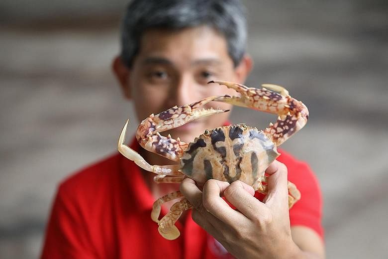 Crab Lovers Farm co-founder Sam Chua with the crucifix swimming crab, so called for the cross-shaped marking on its shell. The farm hopes to rear the rare crustacean in numbers with the help of technology.