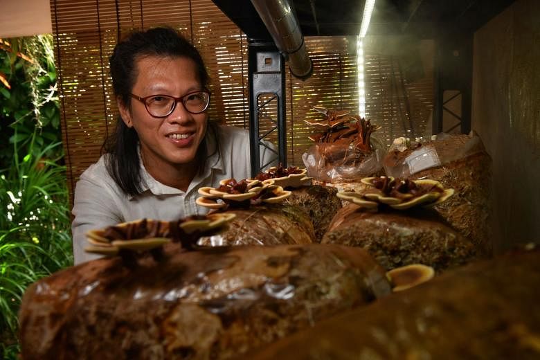 Mr Ng Sze Kiat (above) with some of the mushrooms he grows at home. These include the lingzhi mushroom, a medicinal species thought impossible to grow locally. Mr Ng has grown thousands of mushrooms of at least a dozen varieties. 