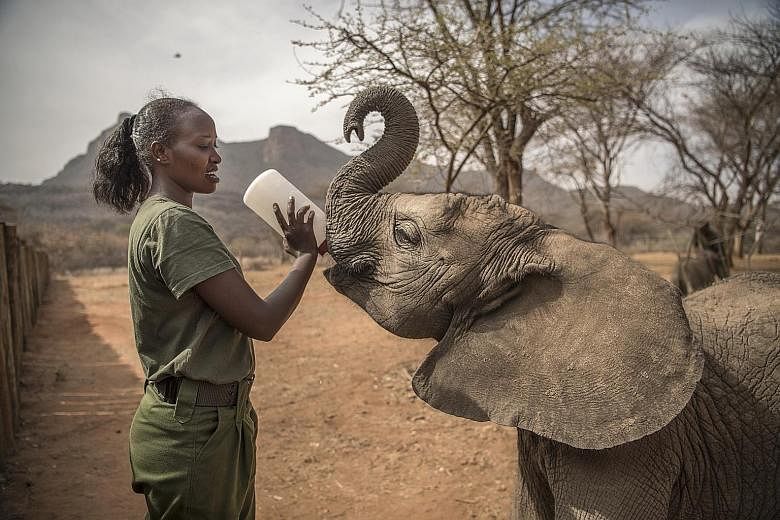 A caretaker feeding a baby elephant at the Reteti Elephant Sanctuary.