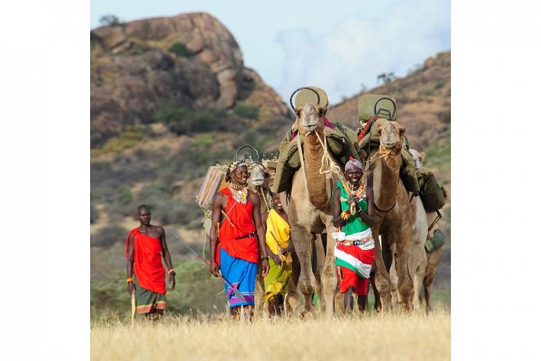 Samburu guides with their camels in the Karisia Hills.