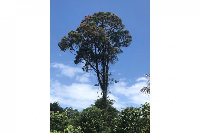 Tristaniopsis merguensis, Hopea ferruginea (above) and Cratoxylum cochinchinense are among native trees that will be planted in Singapore’s One Million Trees movement. The initiative comes amid a resurgence in global awareness of the role of the humble tr