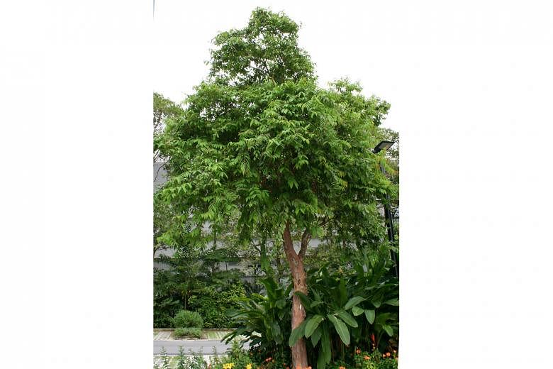 Tristaniopsis merguensis, Hopea ferruginea and Cratoxylum cochinchinense (above) are among native trees that will be planted in Singapore’s One Million Trees movement. The initiative comes amid a resurgence in global awareness of the role of the humble tr