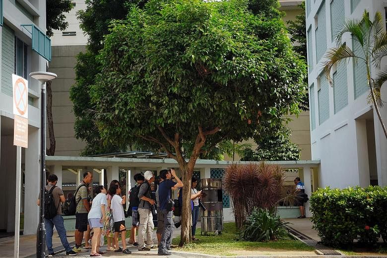 Birdwatchers gathering in Toa Payoh Lorong 4 (above) for a rare sighting of a barn owl on Monday, a day after it was first spotted in another tree in the vicinity (right and far right). A team from Acres Wildlife Rescue Centre went to the area on Mon