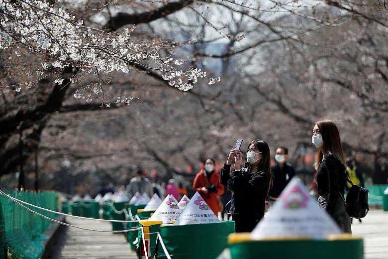 Visitors viewing cherry blossoms next to an area cordoned off, to prevent gatherings, at Ueno Park in Tokyo yesterday. Hanami (cherry blossom viewing) picnics and gatherings are traditionally popular across Japan, although some of the most visited ar