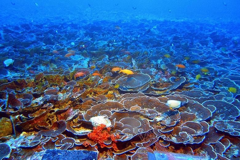 A mesophotic coral ecosystem in the Au'au Channel in Hawaii. Coral reef experts say healthy reefs could protect coastlines against erosion by functioning like breakwaters and reducing the full force of storm energy.