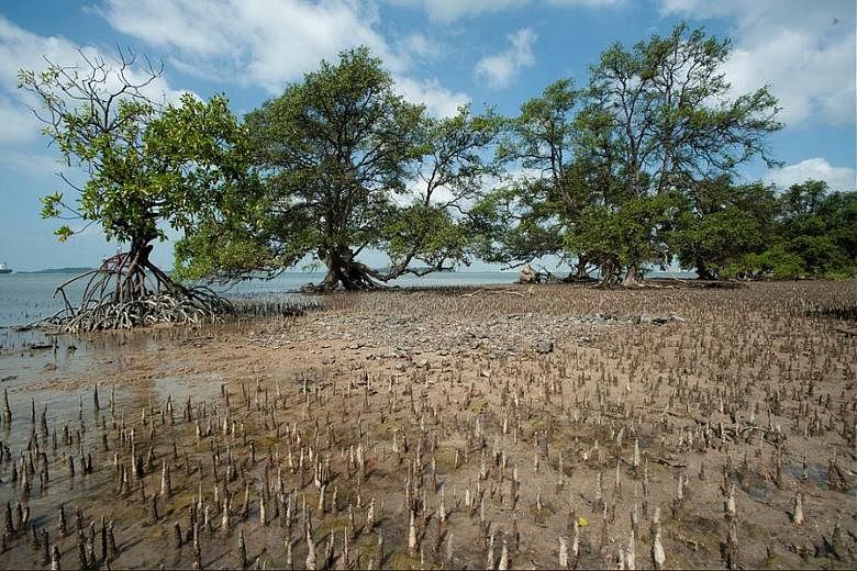 Besides providing coastal protection, mangroves can help to reduce the amount of heat-trapping carbon dioxide in the atmosphere.