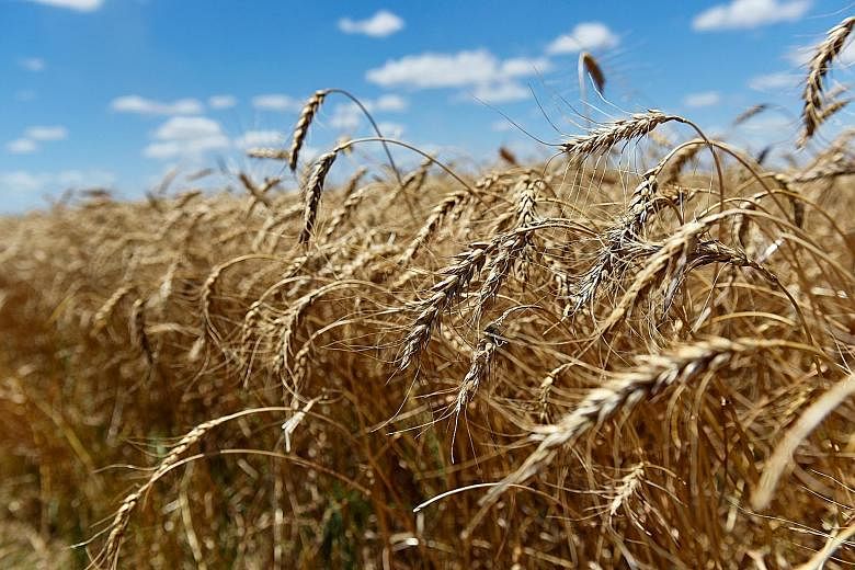 An international research team examined how the global trade and supplies of wheat would be affected by four years of severe drought in the United States, one of the world's top exporters of the grain.
