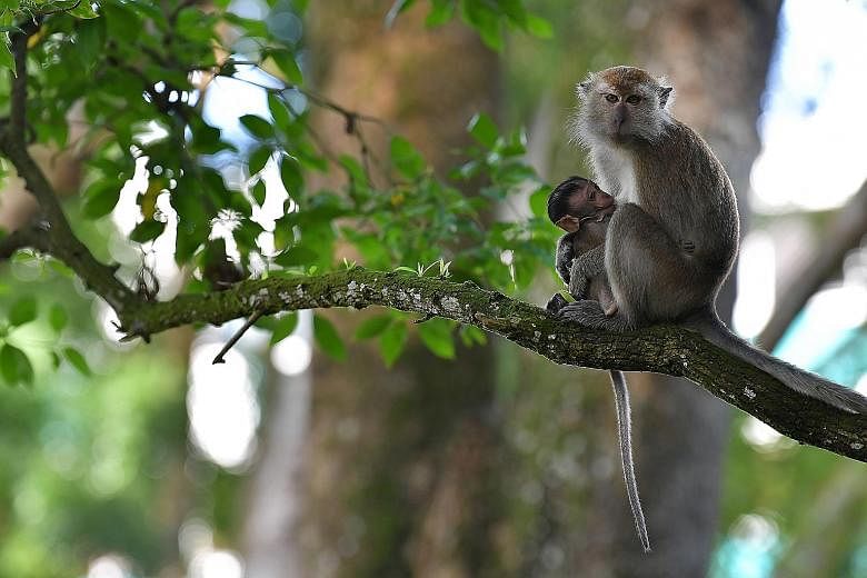 Wildlife consultant Subaraj Rajathurai, whom MP Louis Ng paid tribute to in his round-up speech in Parliament yesterday. Mr Subaraj died of a heart attack last October. A long-tailed macaque with its baby at Bukit Panjang park. Under the amended law,
