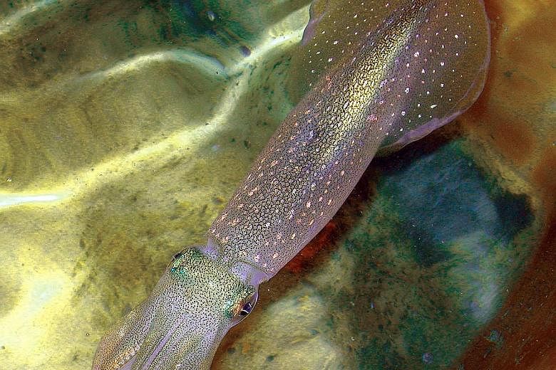 Revealing yet another superpower in the squid, scientists at the Marine Biological Laboratory in the United States have discovered that the squid massively edits its genetic instructions not only within the nucleus of its neurons but also within the 