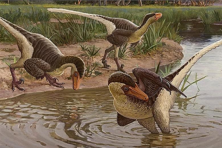 According to palaeontologist Steven Jasinski, who led the research, the two-legged Dineobellator notohesperus was a swift, active predator with claws that would have been several inches long. PHOTO: REUTERS