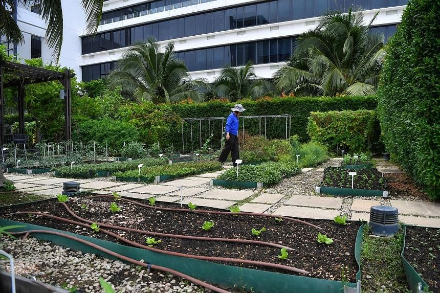 Located on Level 7 of One Farrer Hotel, the more than 1,000 sq m outdoor soil-based farm (above) is a space for growing, among others, herbs and fruit trees.