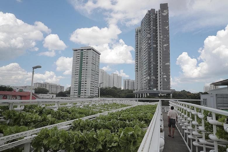 Local agri-tech firm Citiponics' vertical farming plot takes up about 1,800 sq m at the multi-storey carpark rooftop at Block 700 Ang Mo Kio Avenue 6. 