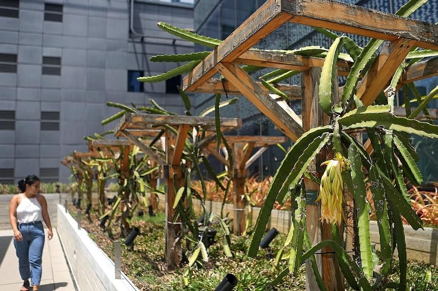 Social enterprise Edible Garden City’s farming plots include one at Funan Mall, which grows produce such as dragonfruit (above). It also manages edible gardens for its clients, such as IT company Dimension Data’s plot at the Aperia Office Tower. 