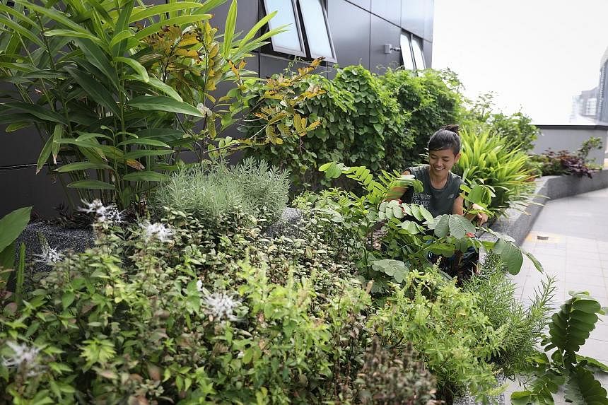 Social enterprise Edible Garden City's farming plots include one at Funan Mall, which grows produce such as dragonfruit. It also manages edible gardens for its clients, such as IT company Dimension Data's plot (above) at the Aperia Office Tower.