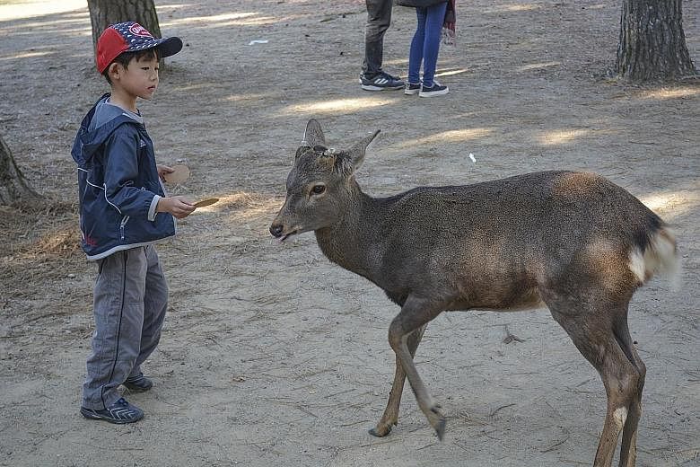 A deer in Nara being fed Shika Senbei crackers, which tourists can buy from vendors at the park.