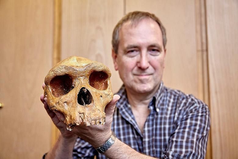 Anthropologist Chris Stringer of the Natural History Museum in London with the Broken Hill skull. He said its age, which has been determined to be about 299,000 years old, indicates at least three human species inhabited Africa around 300,000 years a