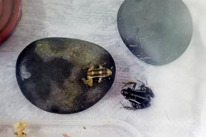 Singaporean Jonathan Wong Kai Kit (below) had ordered 13 endangered and poisonous frogs last year and arranged for their delivery from Malaysia. The delivery man was caught with 18 frogs and four other live animals. PHOTOS: NATIONAL PARKS BOARD, WONG