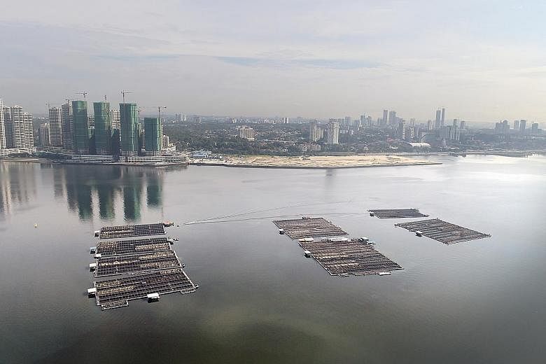 Floating fish farms in the Strait of Johor, north of Singapore. The fish-rearing capacity in those waters could soon reach maximum production levels as the country scales up local food production. Workers harvesting fish at Barramundi Asia, currently