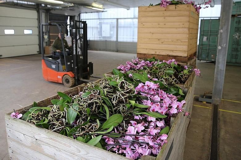 Orchids being dumped in Bleiswijk, The Netherlands, in a photo taken last week. The coronavirus pandemic is severely affecting the Dutch flower industry.