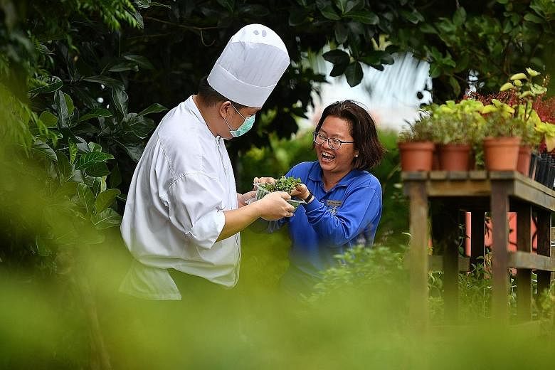 Horticulturist Chin Ai Ling passing a box of mint leaves harvested from One Farrer Hotel's urban farm to a chef to be used as ingredients. The Stamford Brasserie restaurant recently launched a baked tilapia dish, whose ingredients are sourced from it