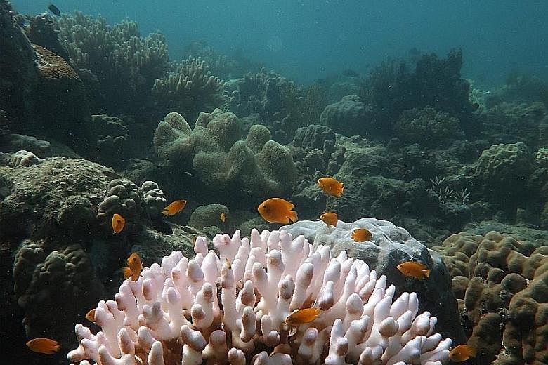 Bleached coral in Australia's Great Barrier Reef.