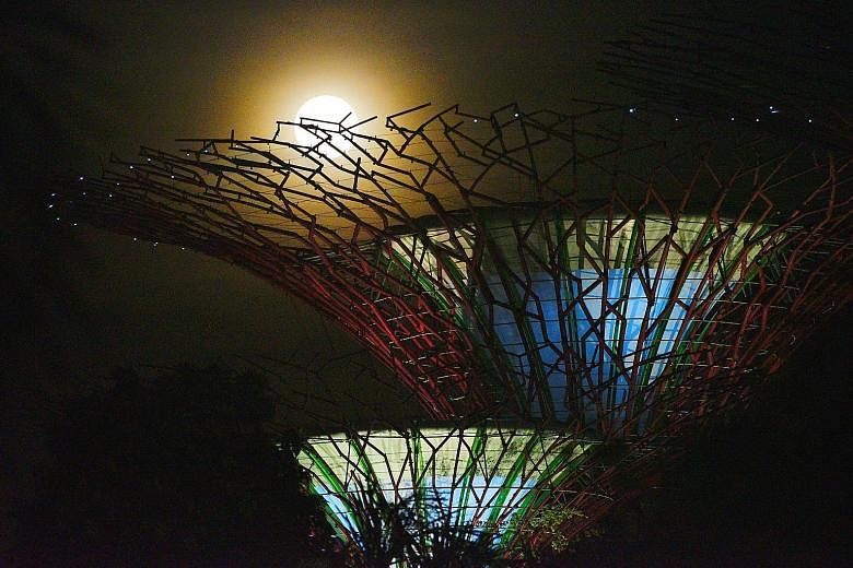 The supermoon seen through the branches of the supertrees at Singapore's Gardens by the Bay on Wednesday.