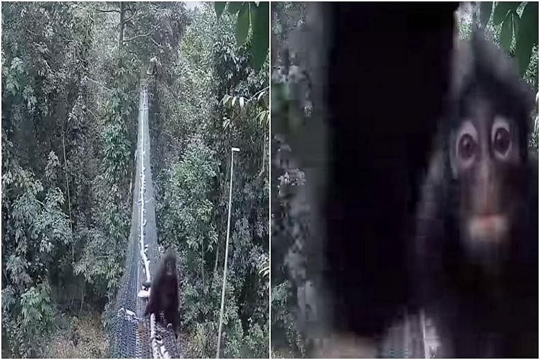 Screengrabs showing a Raffles' banded langur using the rope ladder bridge to cross from Thomson Nature Park to the forests of the Central Catchment Nature Reserve. PHOTO: DESMOND LEE/ FACEBOOK
