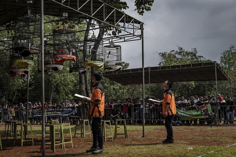 Judges listening to birds at the South Jakarta Police Chief's Cup, a bird-singing competition that was held in Jakarta, Indonesia on Jan 26. Wild songbirds are being entered into high-stakes singing competitions across Indonesia and conservationists 