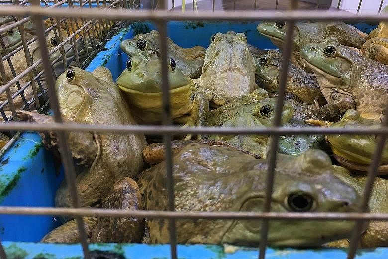 Live animals such as bullfrogs (above) and freshwater eels (below) displayed in overcrowded cages and containers last Tuesday at the wet market in the basement of Chinatown Complex. Customers can have the animals slaughtered for their meat at such we