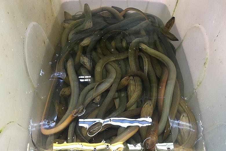 Live animals such as bullfrogs (above) and freshwater eels (below) displayed in overcrowded cages and containers last Tuesday at the wet market in the basement of Chinatown Complex. Customers can have the animals slaughtered for their meat at such we
