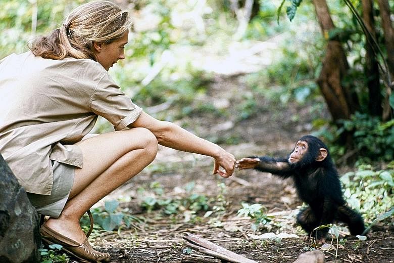 A young chimp named Flint reaches for primatologist Jane Goodall. Flint was the first infant born in Gombe, Tanzania, after Goodall's arrival.