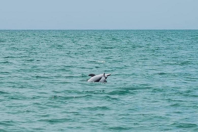 Dolphins near the coast in Trang province. There have also been more sightings of dugongs and reef sharks. Baby turtles hatching late last month at Khao Lampi - Hat Thai Mueang National Park, in Phang Nga province. A langur family, including a mother