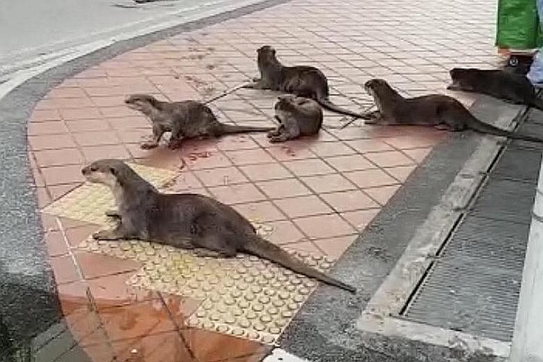 A screengrab from a video of a family of smooth-coated otters frolicking in the empty streets outside Mustafa Centre, a shopping mall in the Little India neighbourhood, on Friday. PHOTO: CONTRIBUTOR TO OTTERWATCH
