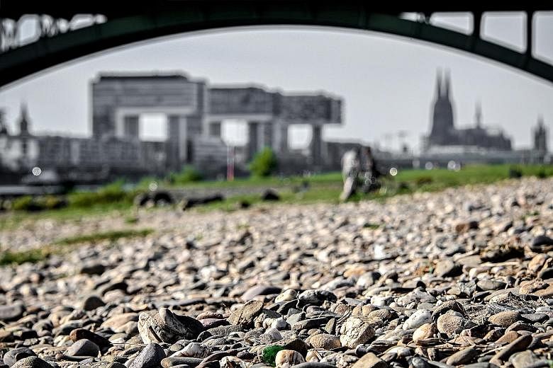 A dried-up riverbed of the Rhine in Cologne, Germany. In addition to yellowing vegetation, the dry spell has depressed water levels in the Rhine River, a conduit for barges delivering everything from steel to oil and coal to Germany's factories.